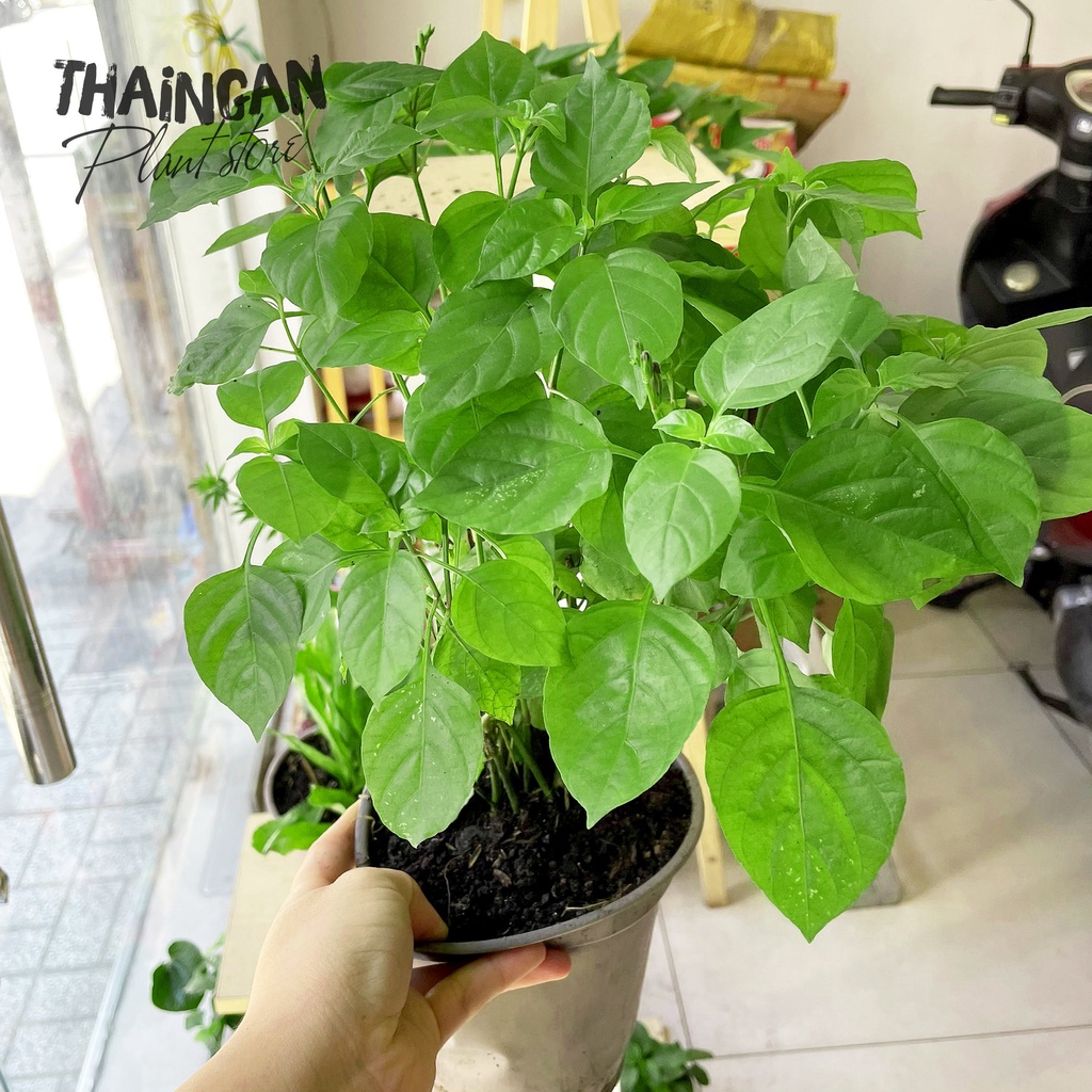 Bồ Ngót Nhật