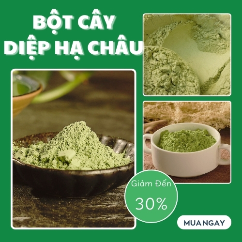 Diep Ha Chau Powder, Large Bag, 1kg - Taphaco - High Quality Company Product - Specialized for Making Tea and Infusing Water
