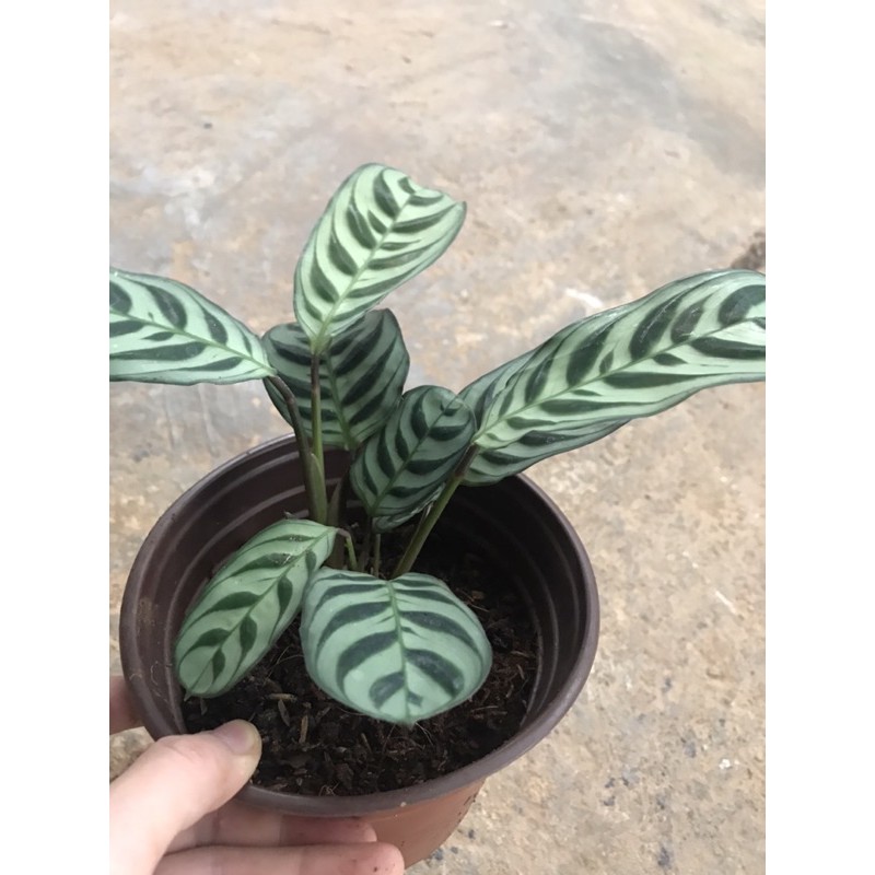 Chậu đuôi công vân xanh