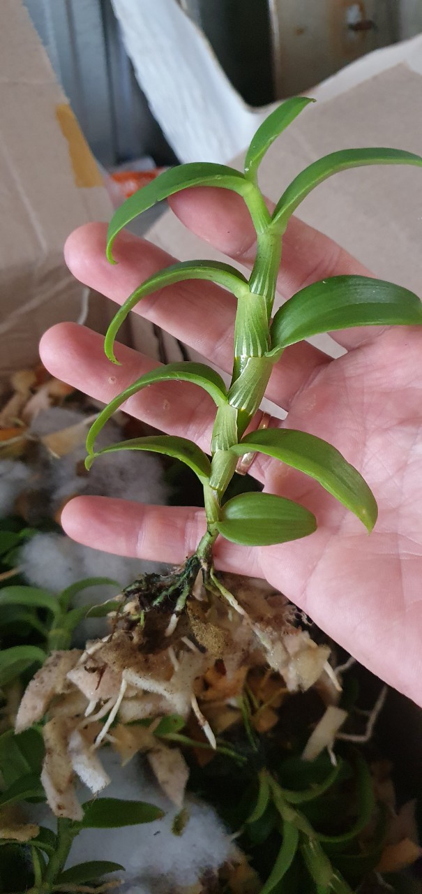 [Giá hủy diệt] 5ct phú thọ gieo hạt