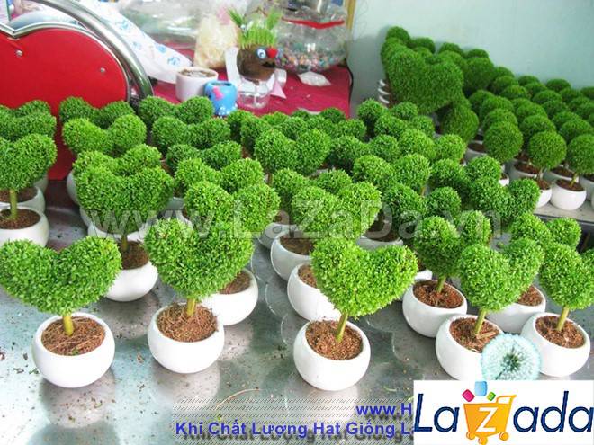 400h Hạt Giống Cỏ May Mắn (TLA0| B30-KD: B30*V45*M170)