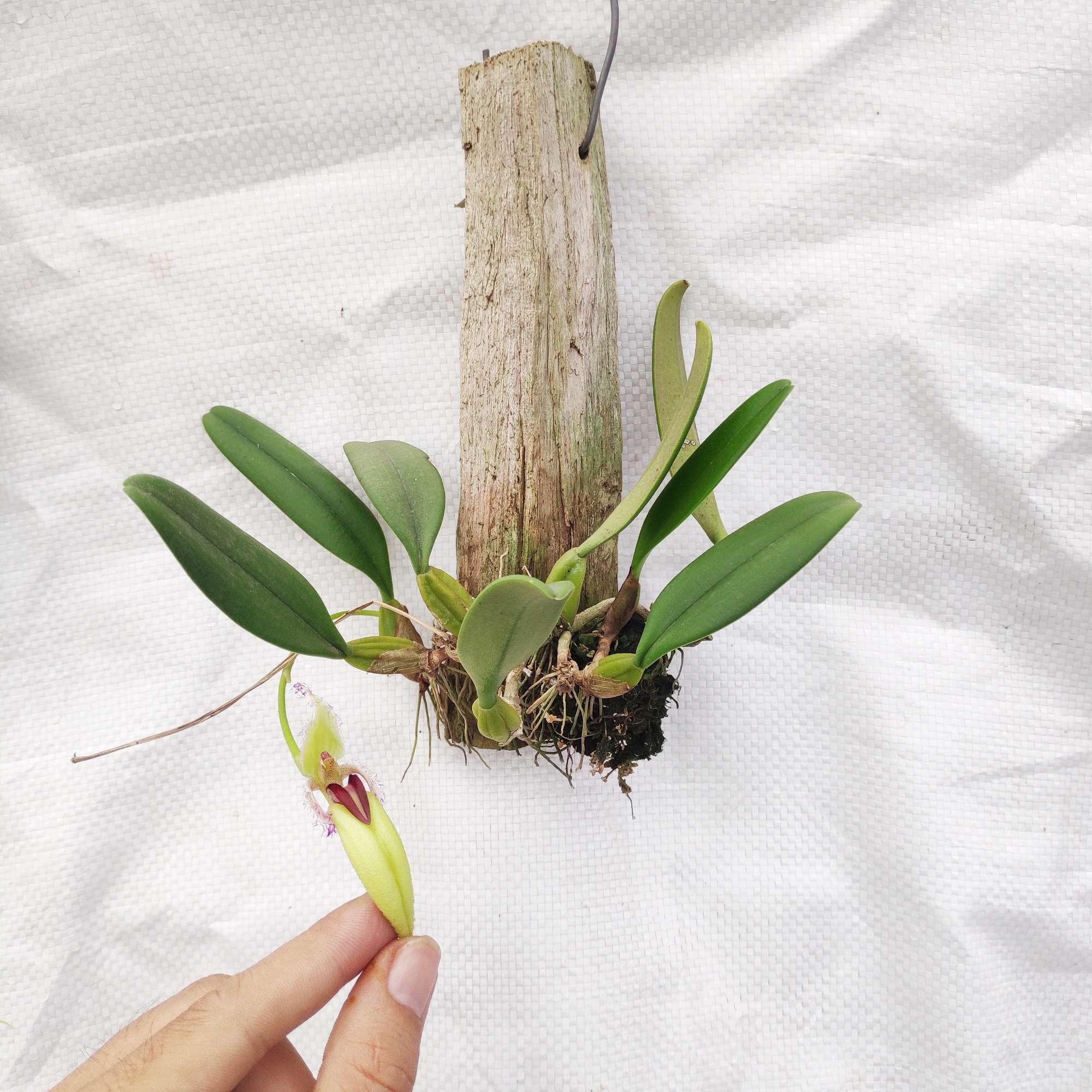 Lan Lọng Chuột đột biến - Hàng hiếm sưu tầm