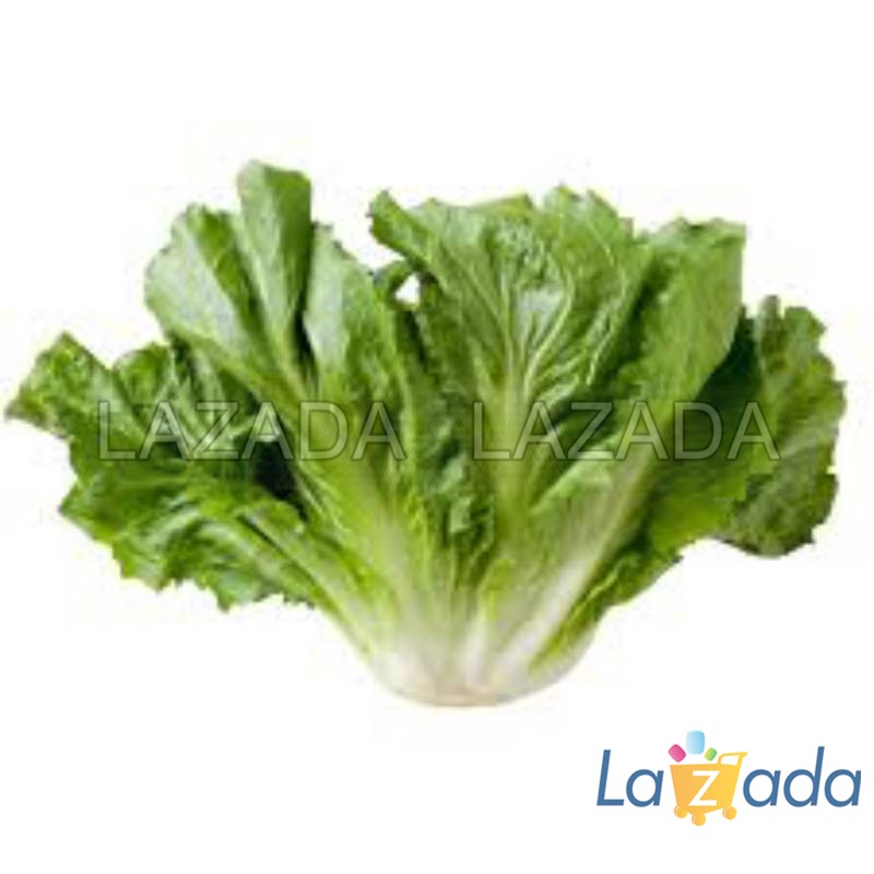 5Gr Hạt Giống Xà Lách Escarole Carol