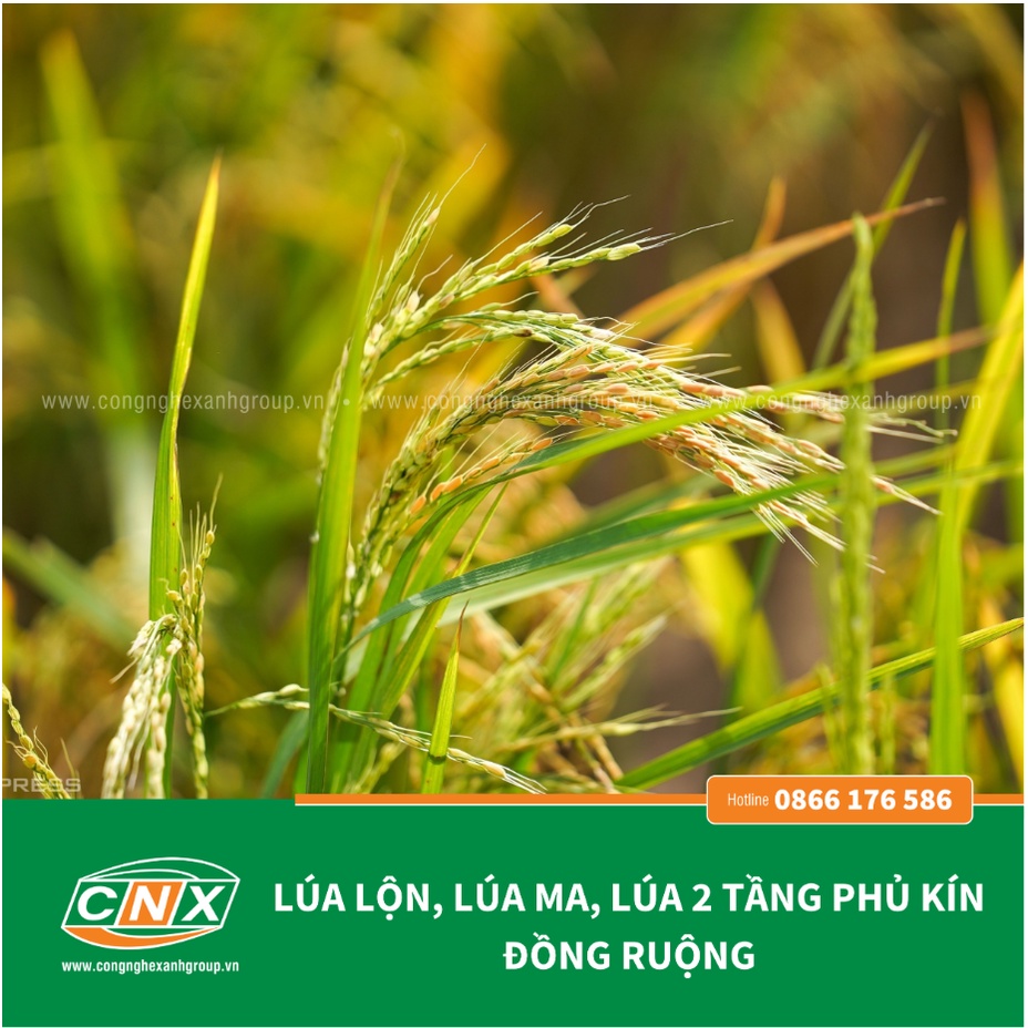 Chế phẩm sinh học EVIN quản lý lúa ma, lúa lộn, lúa 2 tầng, lúa cơi hiệu quả, an toàn, giúp ra rễ mạnh  - CNX 500G