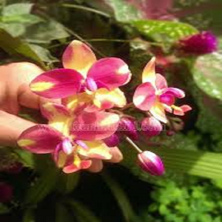 Lan Chu Đỉnh Tím nở hoa đẹp