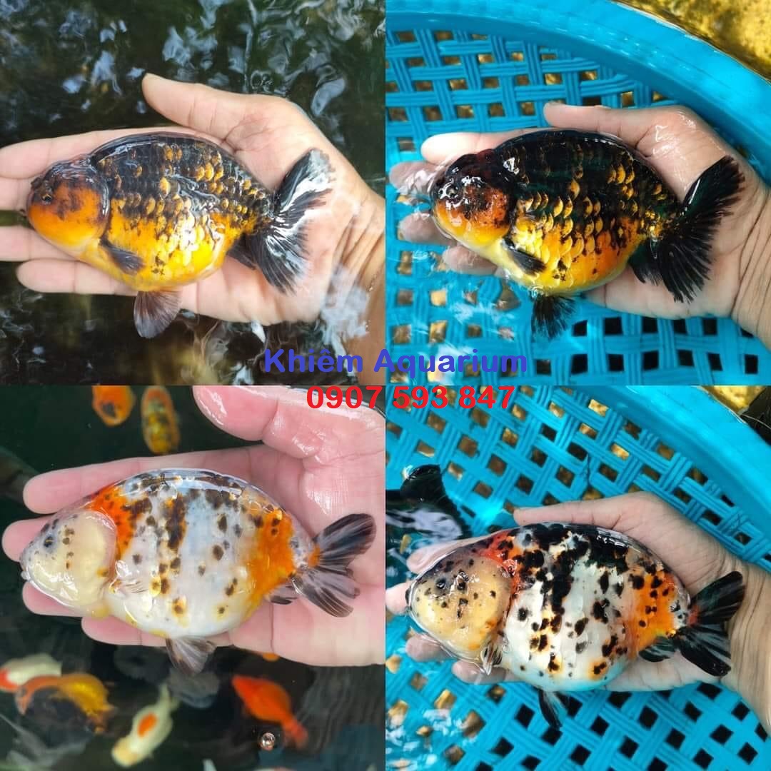 Microorganisms for Aquarium Fish Water Treatment Veo Silver, New Generation Microbials Additional Microbials for Water Purification, Digestive Enzymes for Goldfish