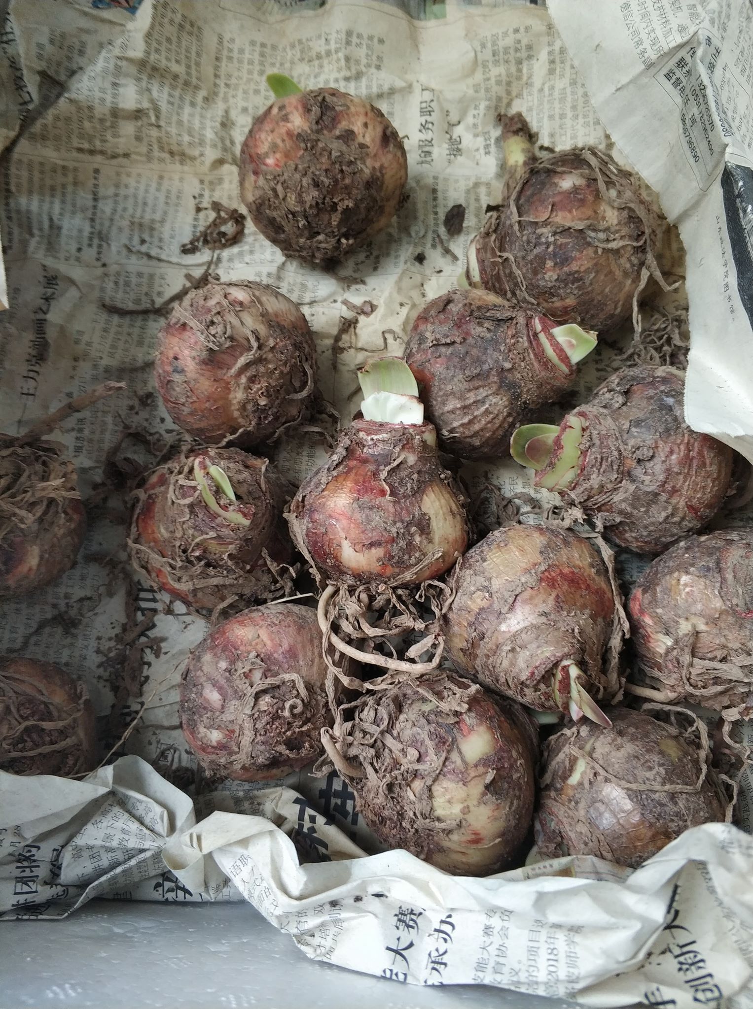 Củ giống hoa lan huệ tây mix màu ( được chọn màu đỏ nhung và hồng đào ) - VTNT1