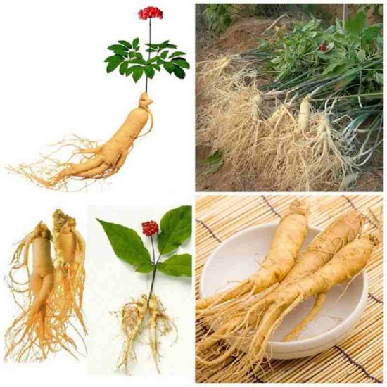 Hạt giống Nhân sâm Hàn quốc