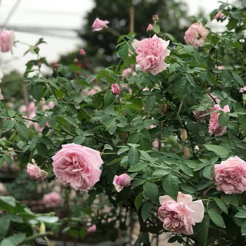 Cây hoa hồng leo Pháp đang mầm cực đẹp