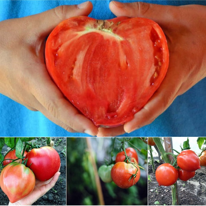 Hạt giống Cà chua trái tim đỏ (Gói 30 hạt)