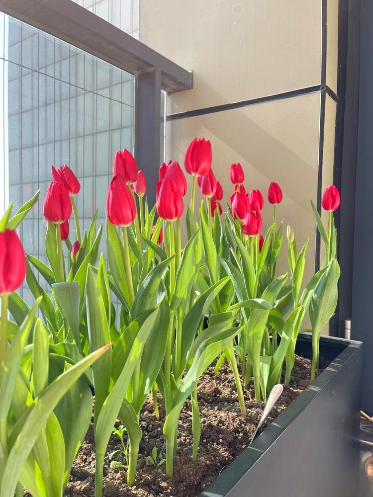 5 củ giống hoa tulip hoa màu đỏ