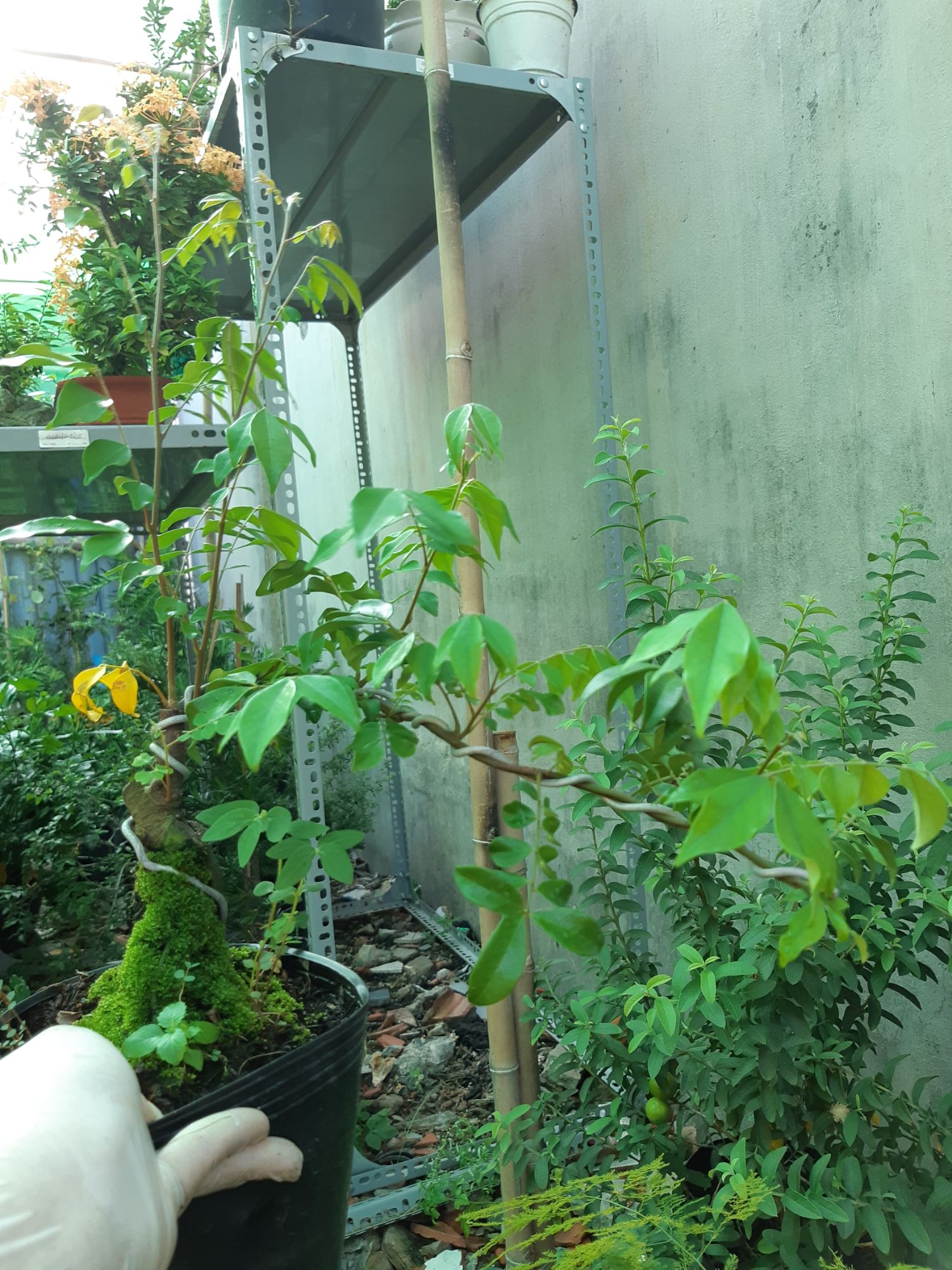 cây khế bonsai mini