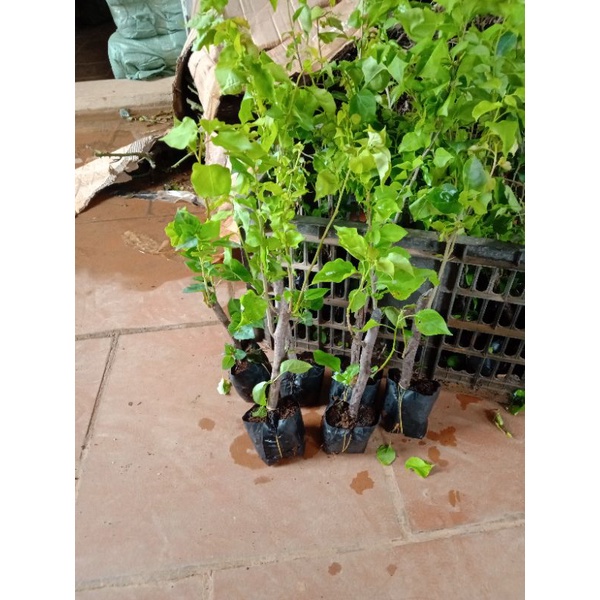 CÂY HOA GIẤY NGŨ SẮC CHUẨN ĐẸP 100%