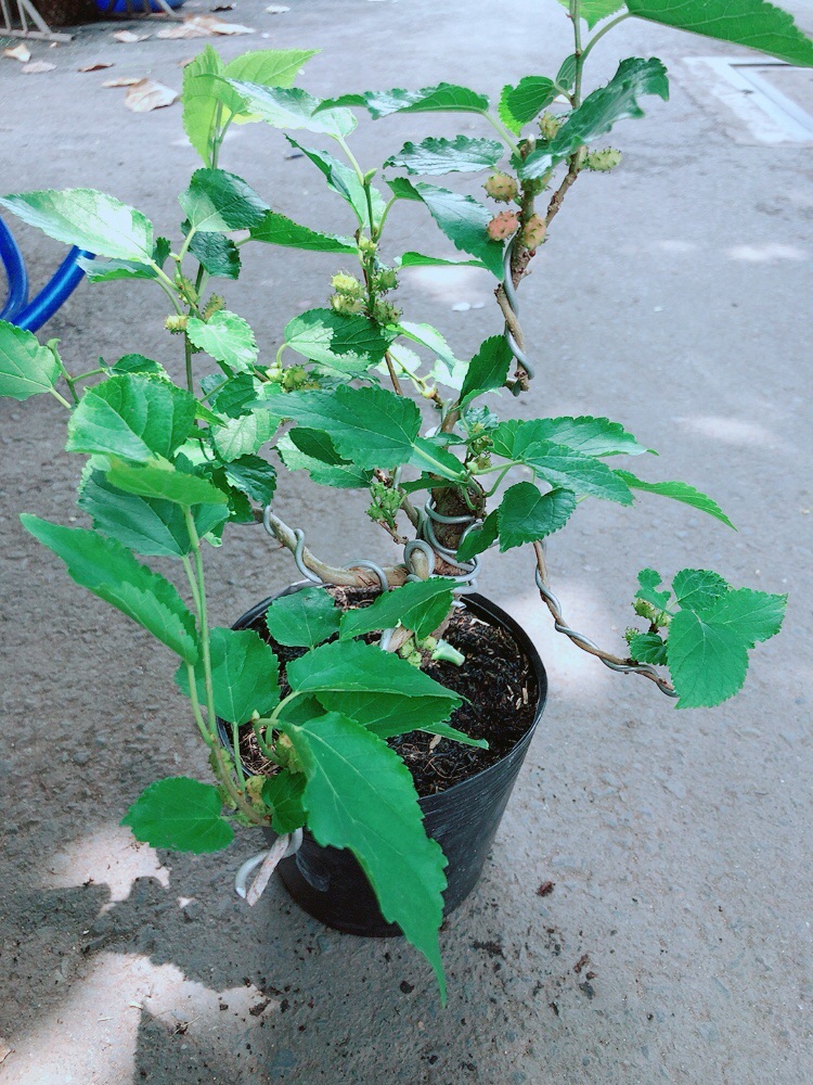 [HCM]Cây Dâu Tầm Bonssk
