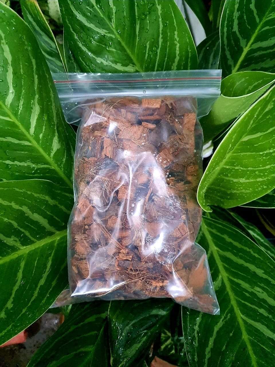 [HCM]Dừa viên nhỏ dùng trồng cây kiểng lá