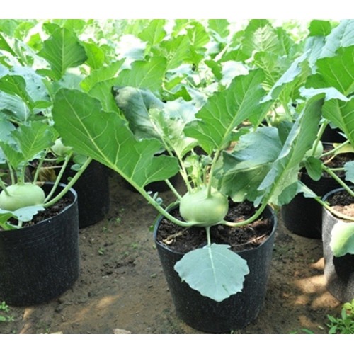 Hạt Giống Su Hào Xanh 0.5gr (khoảng 100 hạt) (Hàng Loại 1)