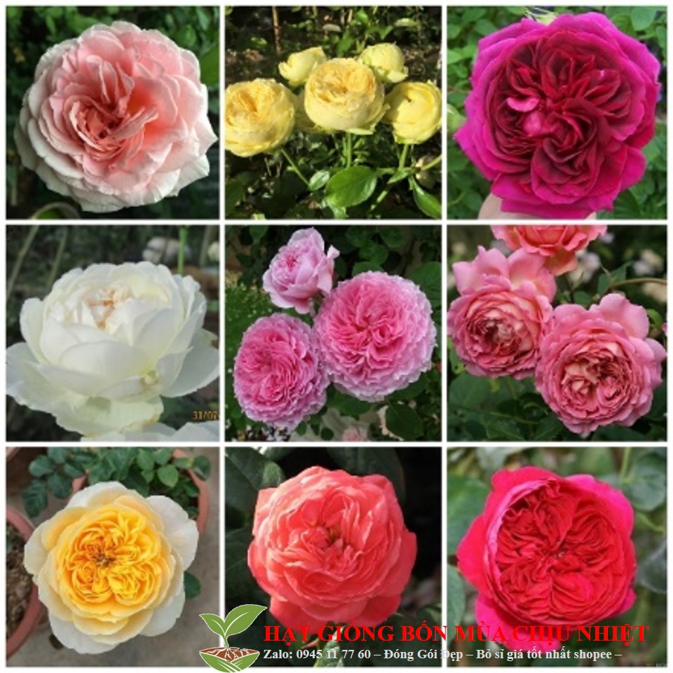 8B Hạt Giống Hoa Hồng Leo Nhiều Màu 20 Hạt