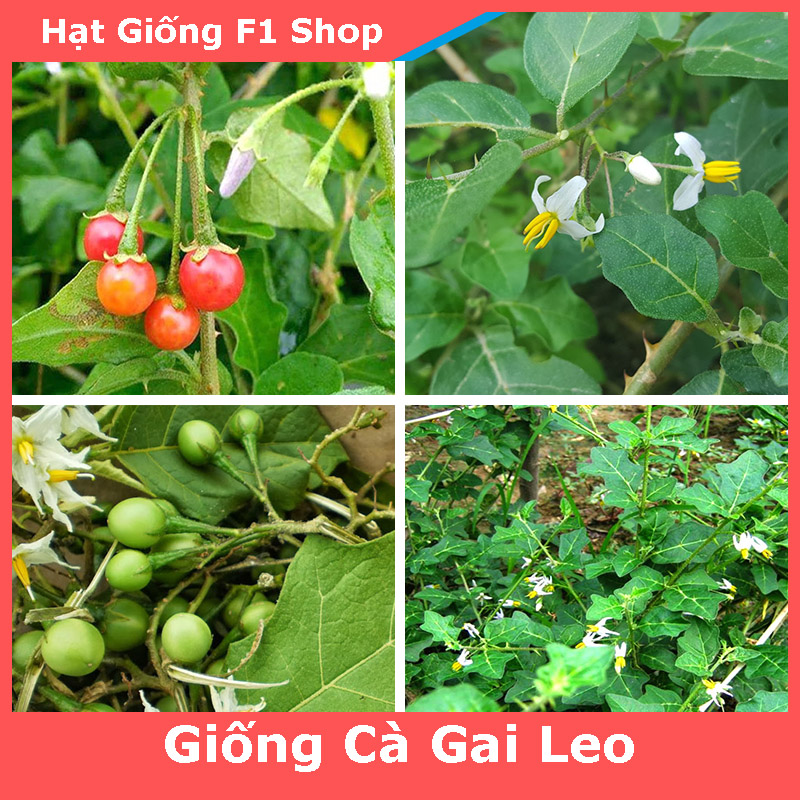 Hạt Giống Cà Gai Leo Dược Liệu (274.F1)