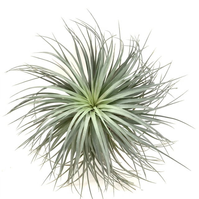 Cây Không Khí Tillandsia Houston