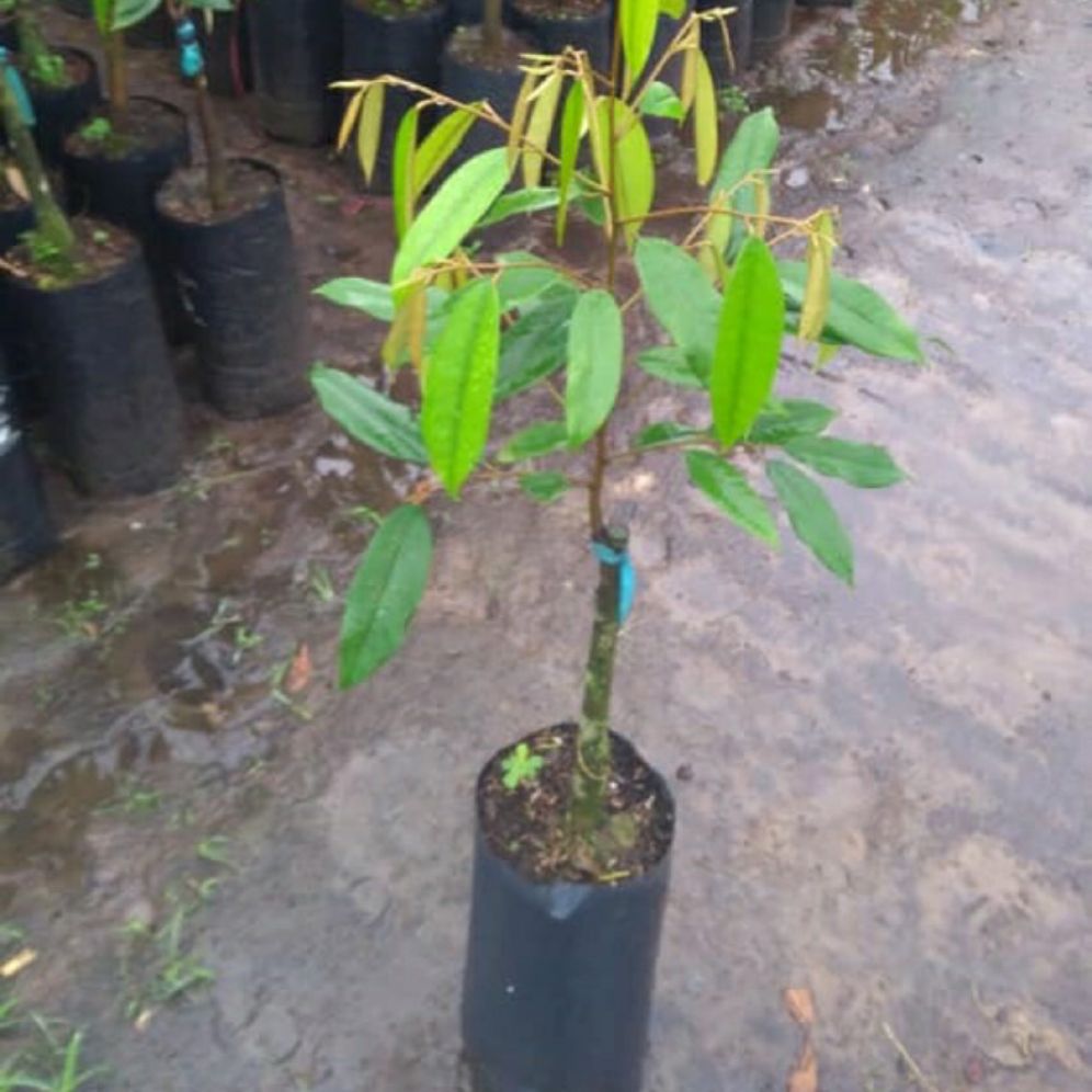 Cây Giống Sầu Riêng MusangKing D197 Malaysia
