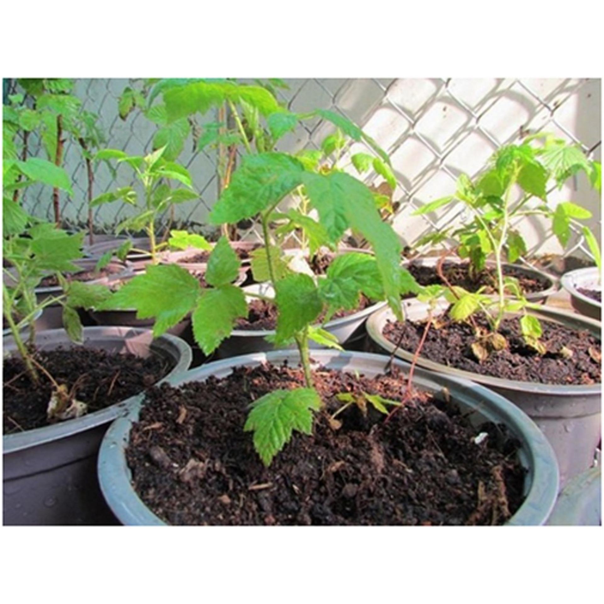 30 Hạt giống Mâm xôi đỏ (tặng Kích nẩy mầm, Hướng dẫn ươm)