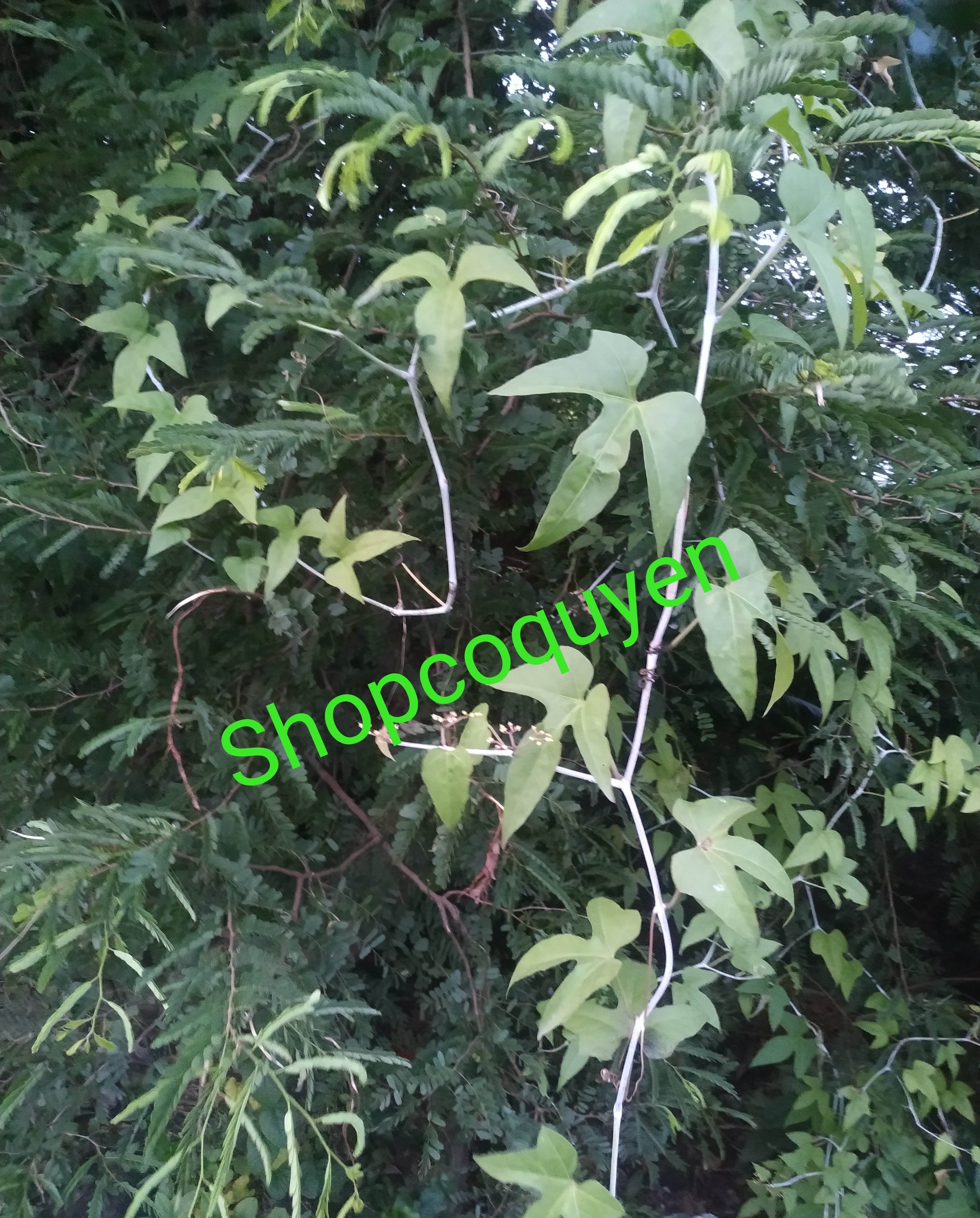 cây chìa vôi tươi 1 kg