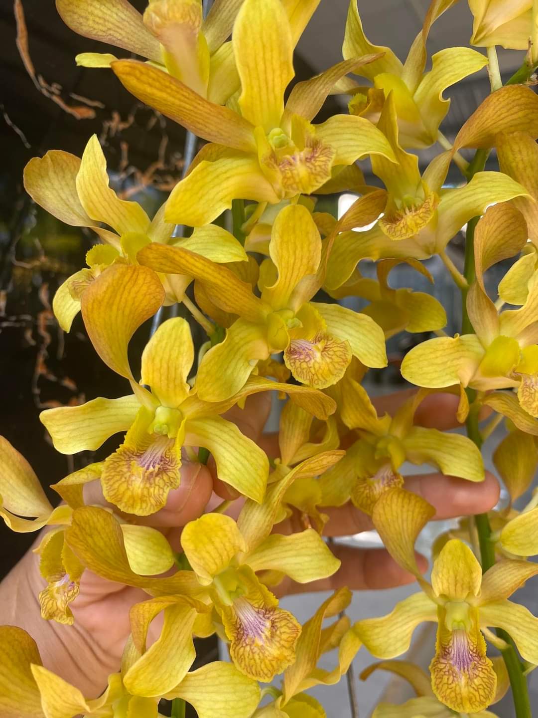 Hoa lan denro nắng hoàng long