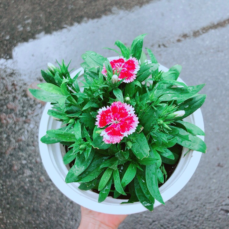 Chậu Hoa Cẩm Chướng