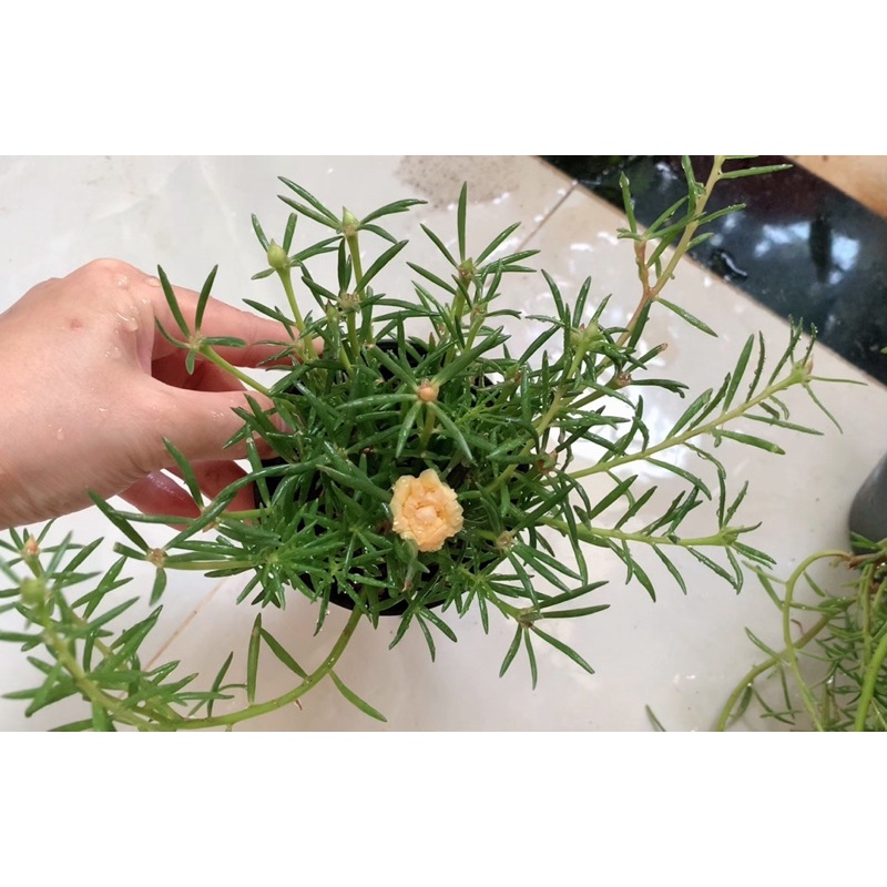 Cây hoa mười giờ cánh kép mix màu