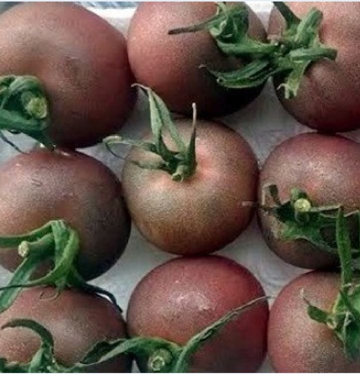 Hạt Giống Cà Chua Socola Siêu Trái Siêu Ngọt - gói 30 hạt