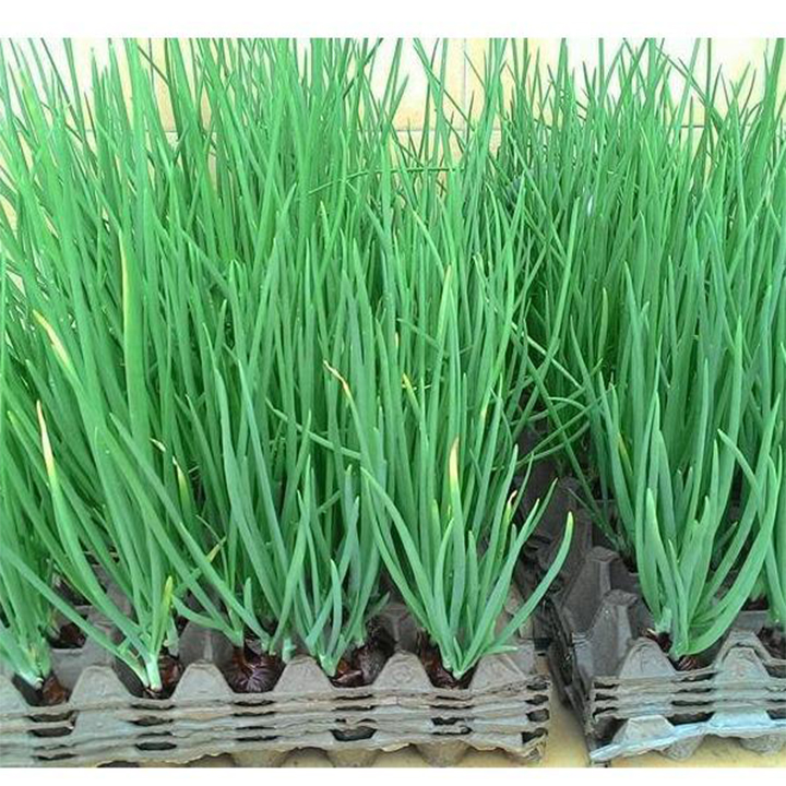 5gr hạt giống hành ta - Hành hương