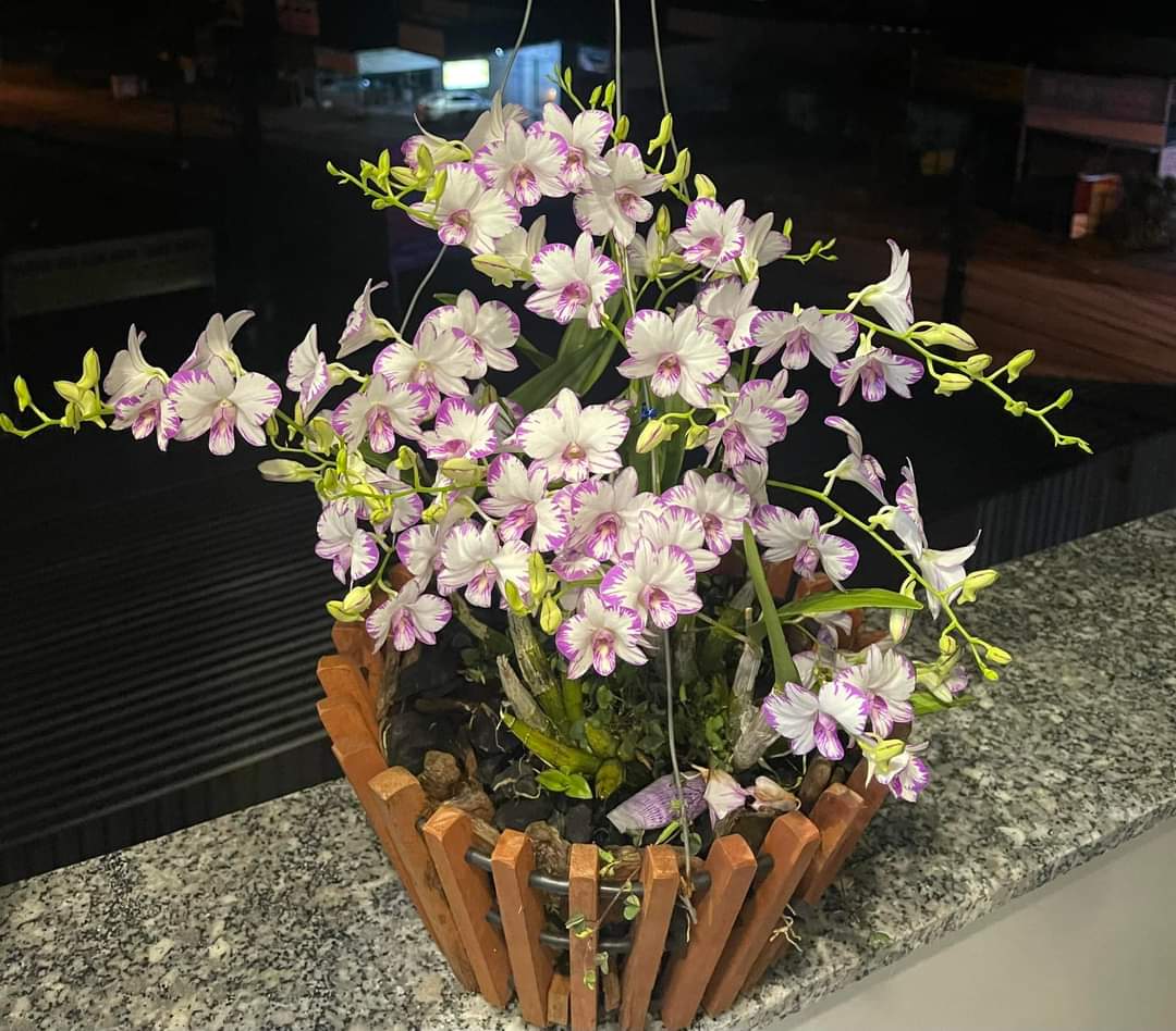 Hoa lan chớp enobi( chớp sữa)