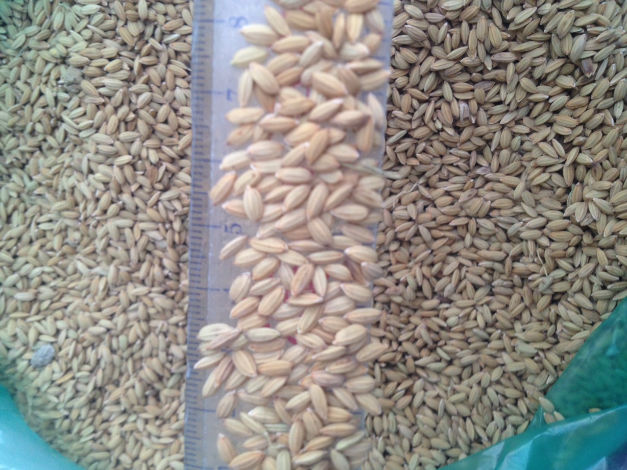 lúa tiêu ruột đỏ cho chim cu gáy gà 1kg