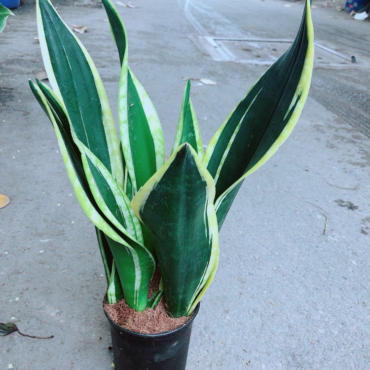 Lưỡi hổ thái giống đặc biệt