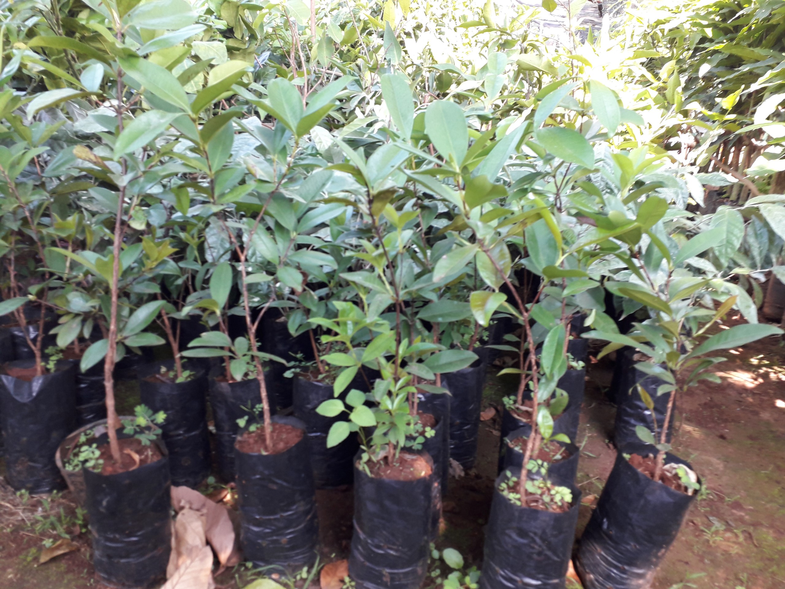 Cây giống Cherry Anh Đào Mỹ. [Express J&T ]