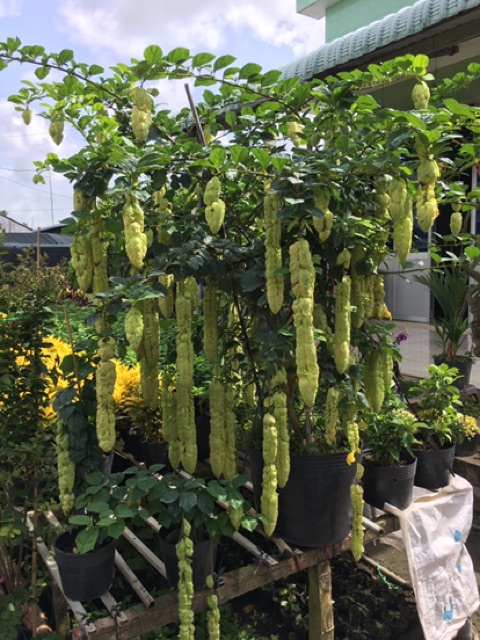 Cây Huyền trân công chúa