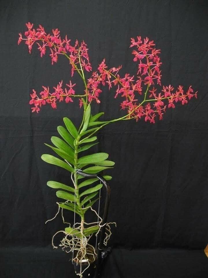 Hoa Lan phượng vỹ(3 cây)