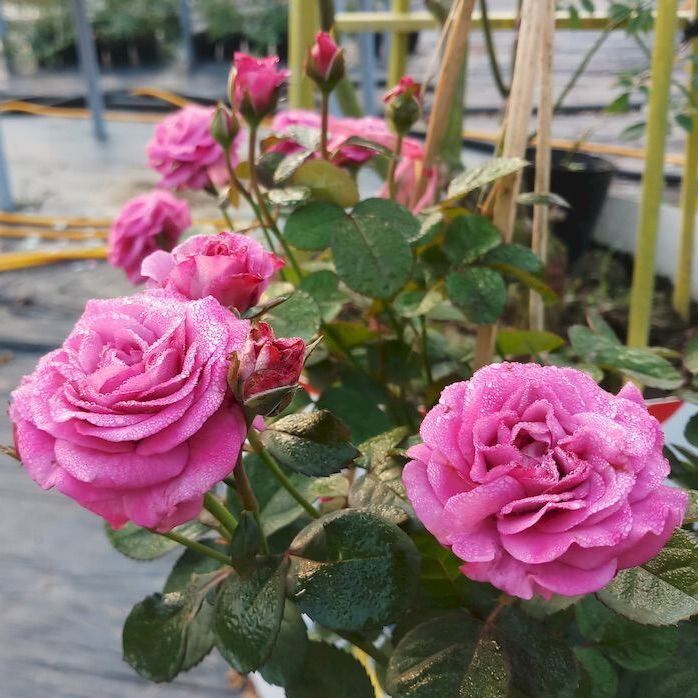 Hoa hồng Tezza Tím - hồng bụi, siêng hoa
