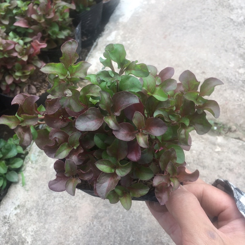 Cây Diệu Đỏ (Điệu Kỷ Đỏ) 