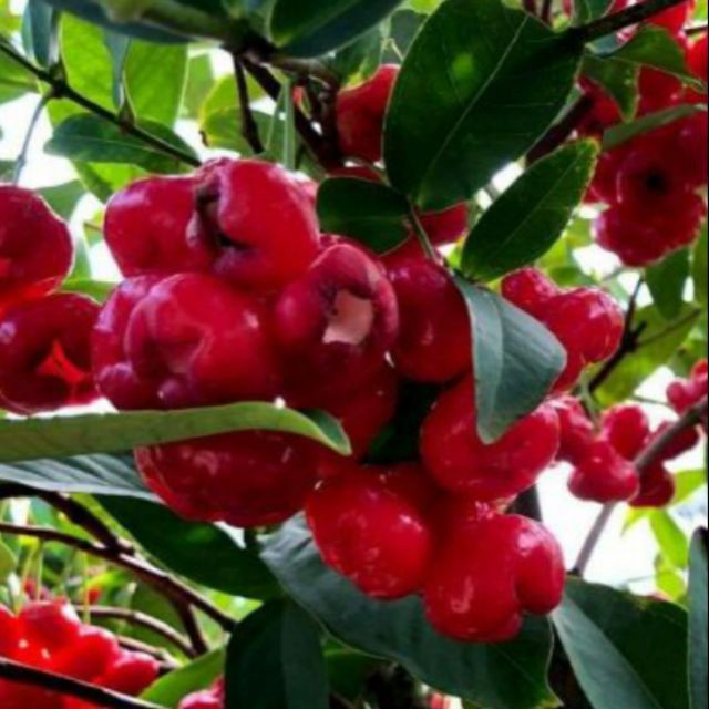 cây Giống Mận Hoàng Yến Trồng (chuẩn giống)