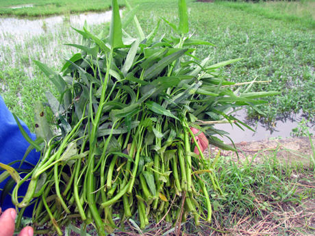 Hạt giống rau muống nước Thái Lan