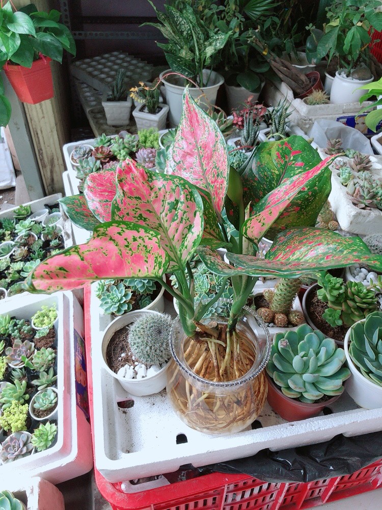 Cây Vạn Lộc Thủy Sinh