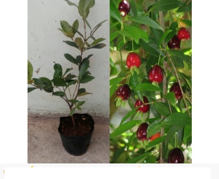 Cây CHERRY BRAXIN Cây nhỡ, siêu sai quả,