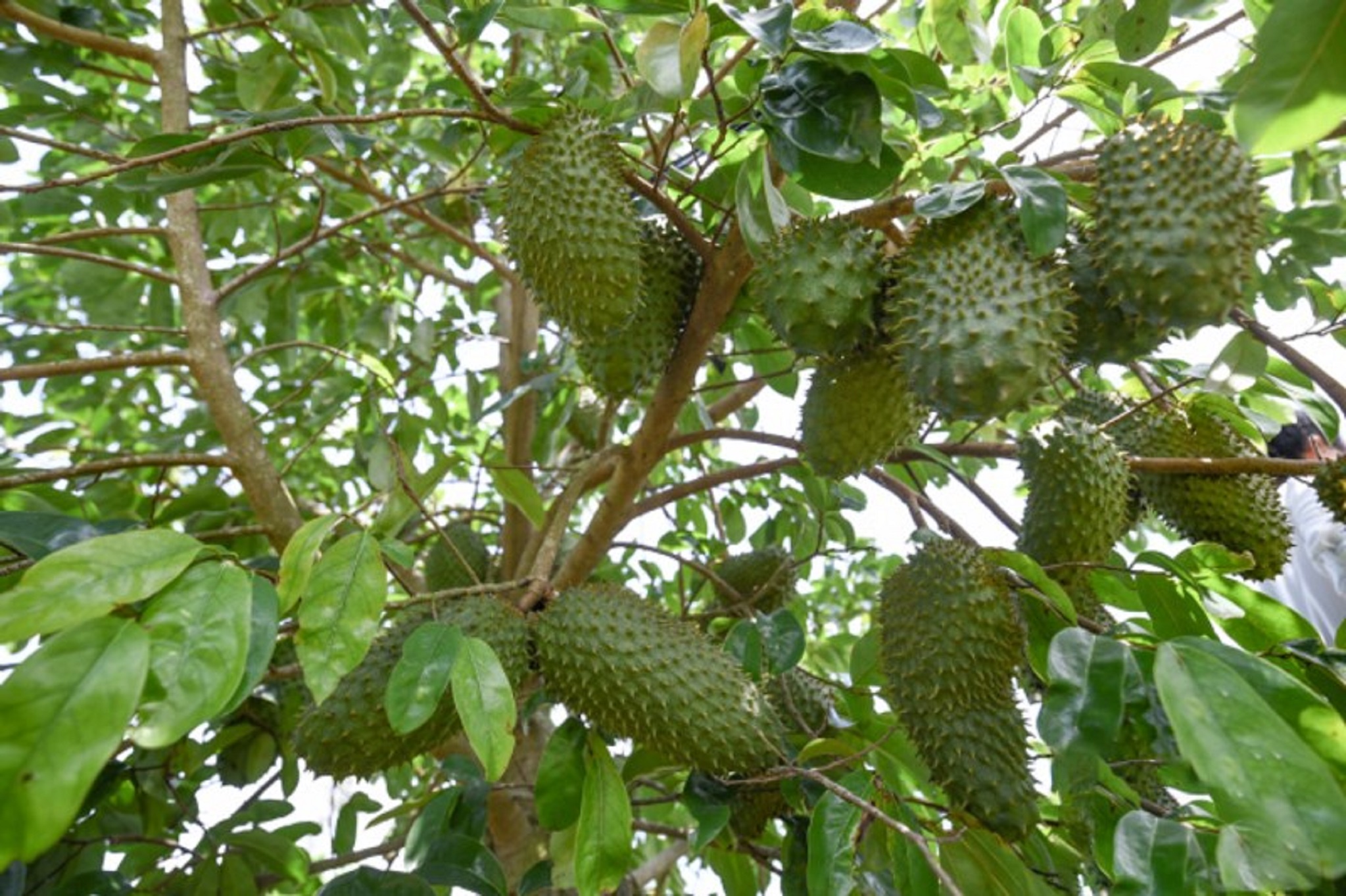 1 KG LÁ Mãng Cầu Xiêm [ La tươi ].
