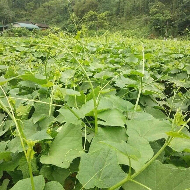 [ Nông Dân Khởi Nghiệp ] quả susu giống