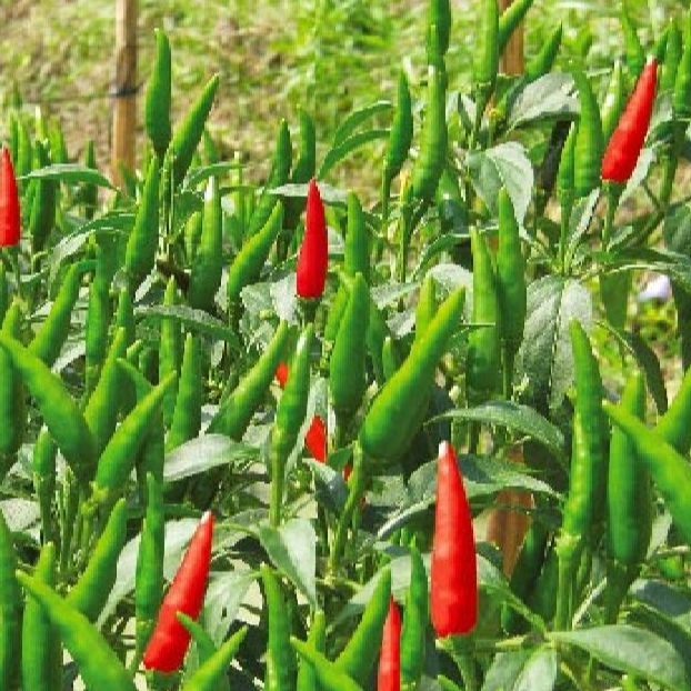 Super Spicy Chili Seeds - Pack of 30 Seeds