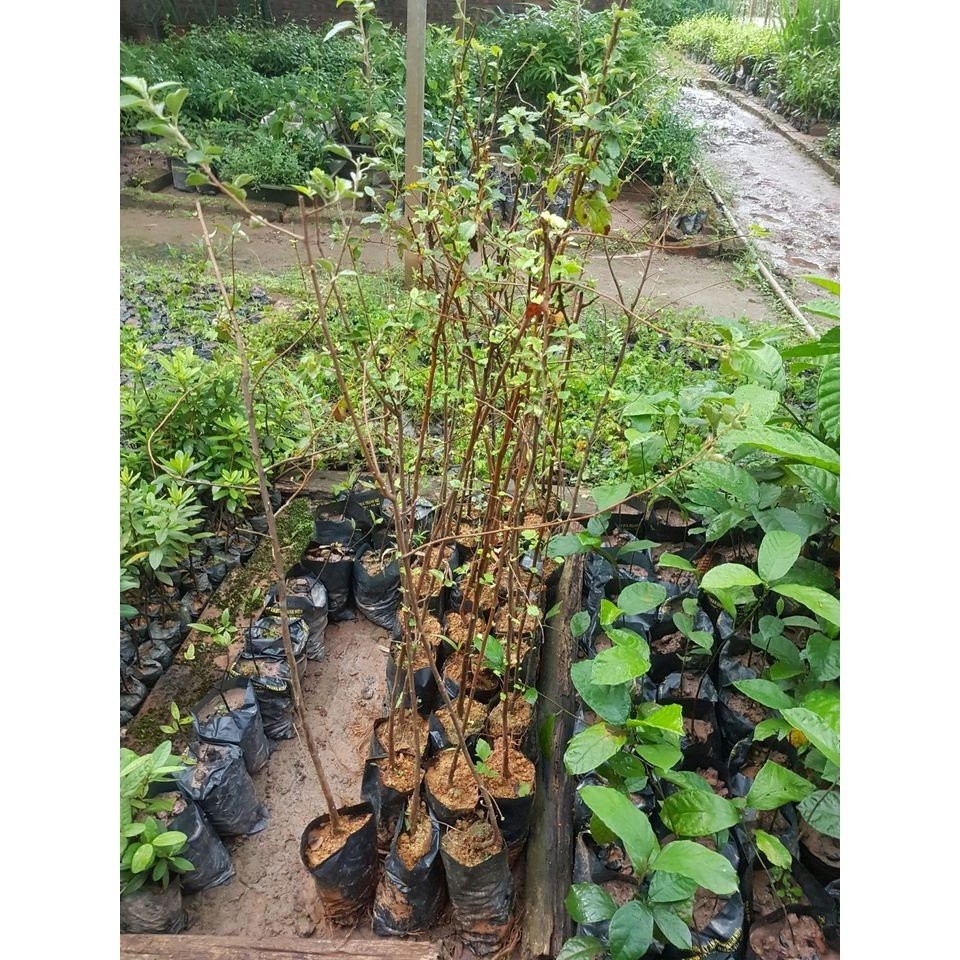 cây táo mèo giống
