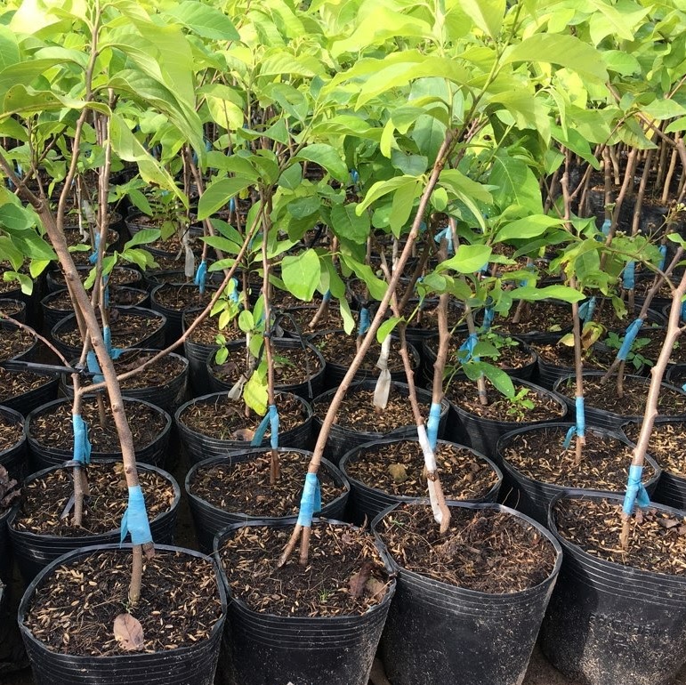 CÂY GIỐNG NA THÁI