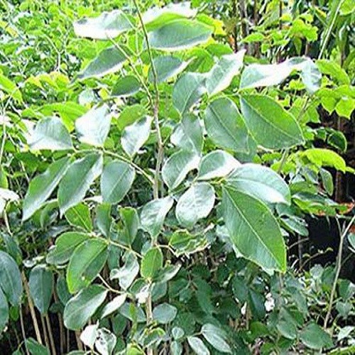 Cây giống gõ đỏ - 5657
