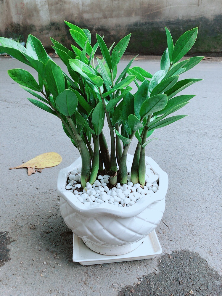 [HCM]Chậu Cây Kim Tiền